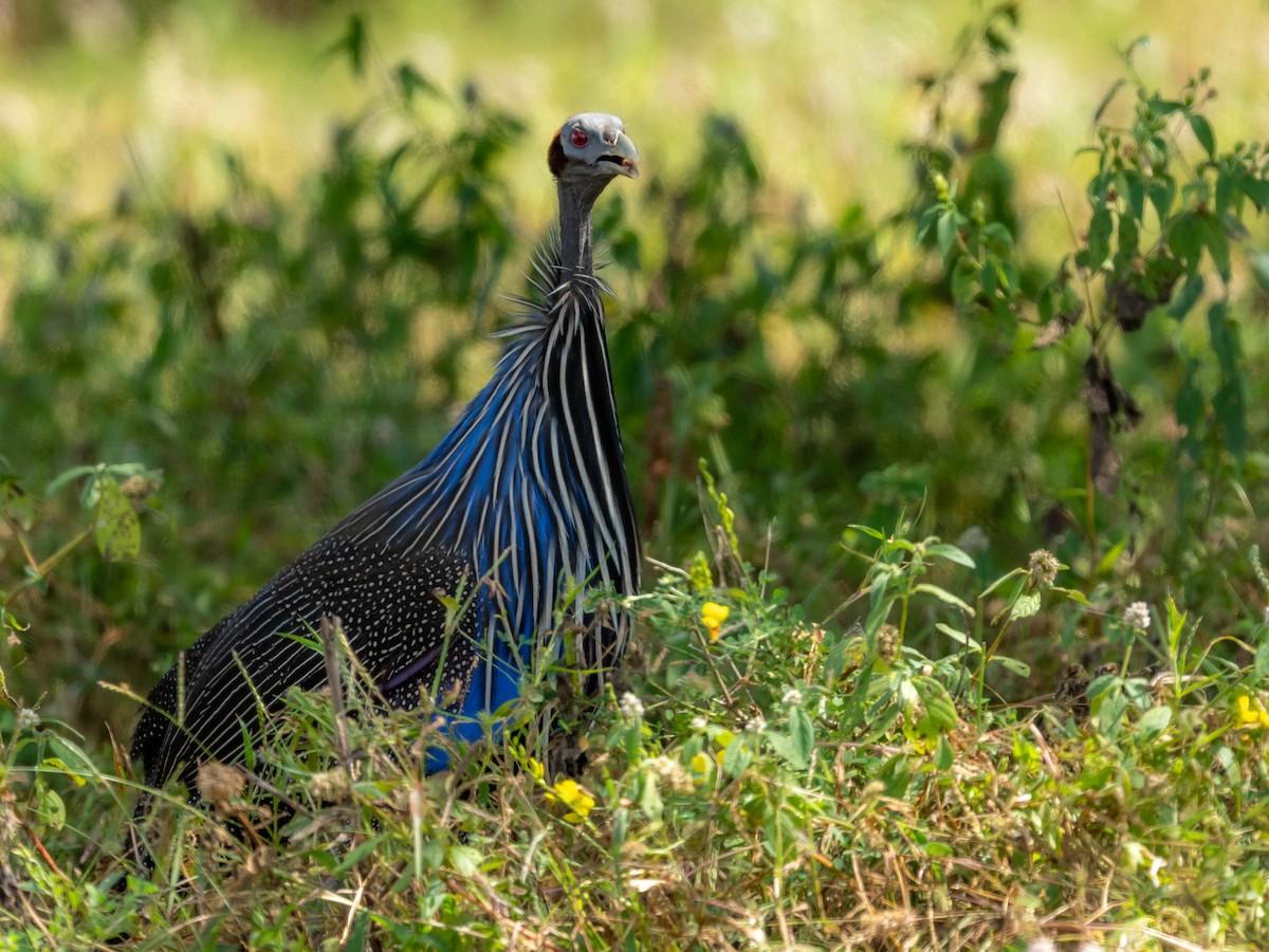 Vulturine Guineafowl - ML209533571