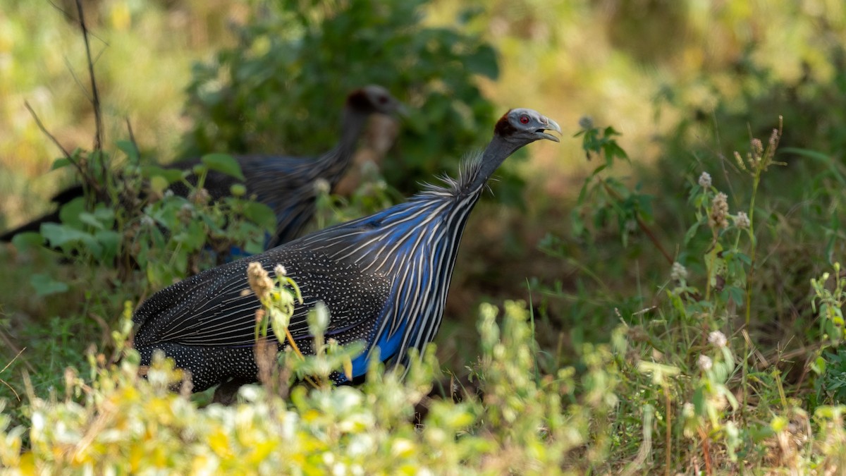 Vulturine Guineafowl - ML209533581