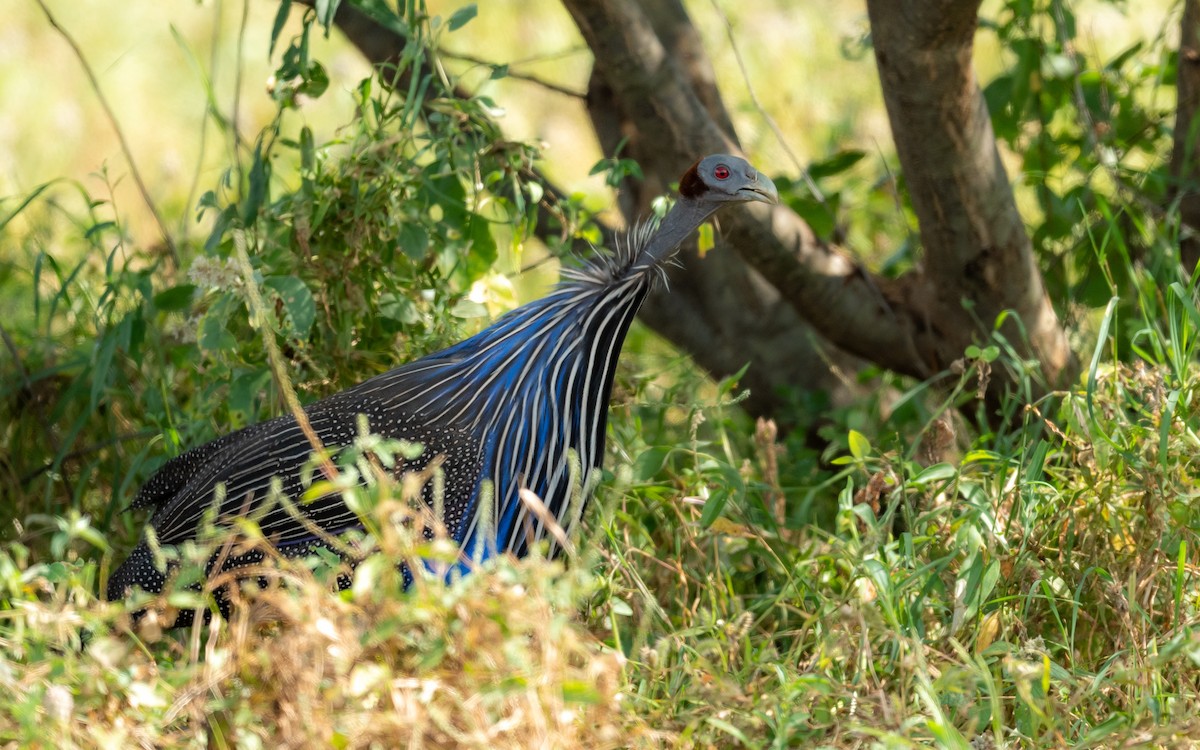 Vulturine Guineafowl - ML209533601