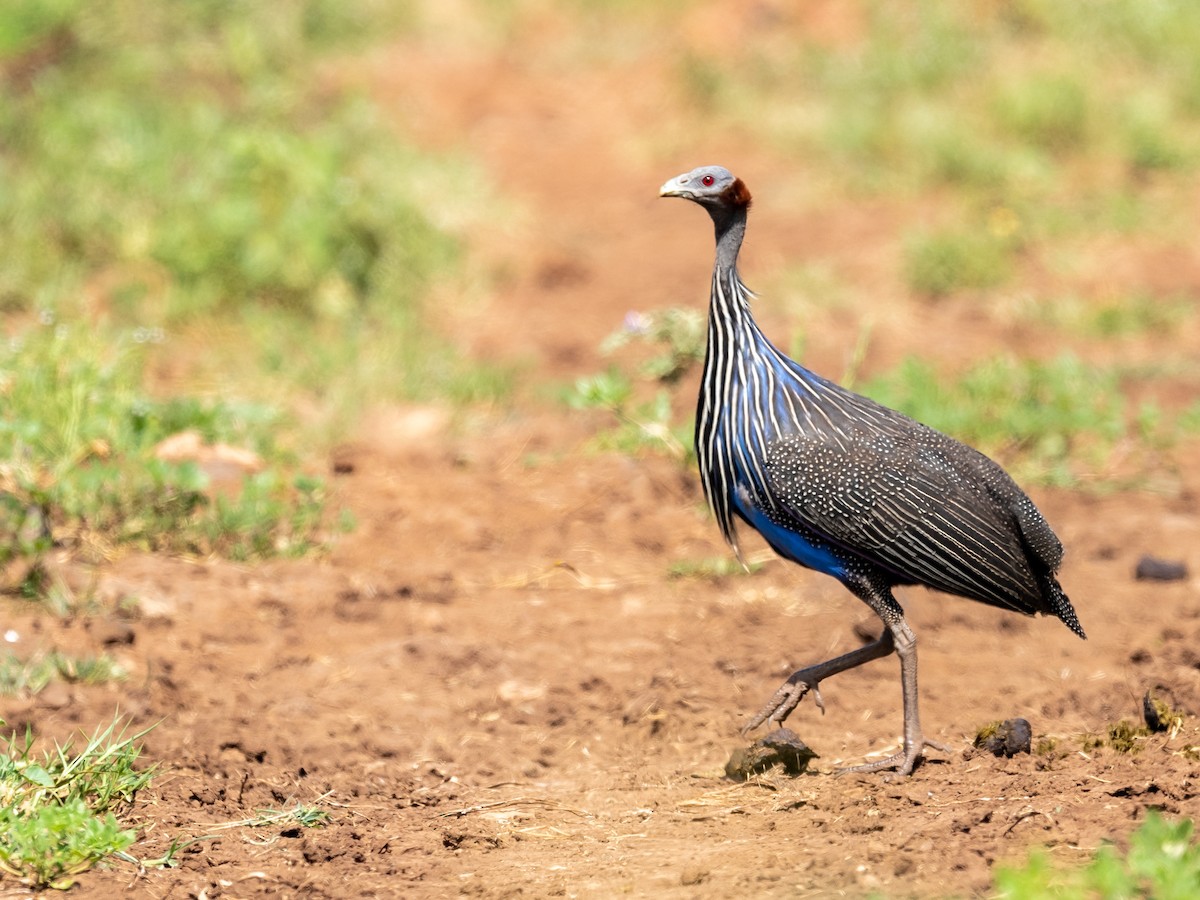 Vulturine Guineafowl - ML209533621