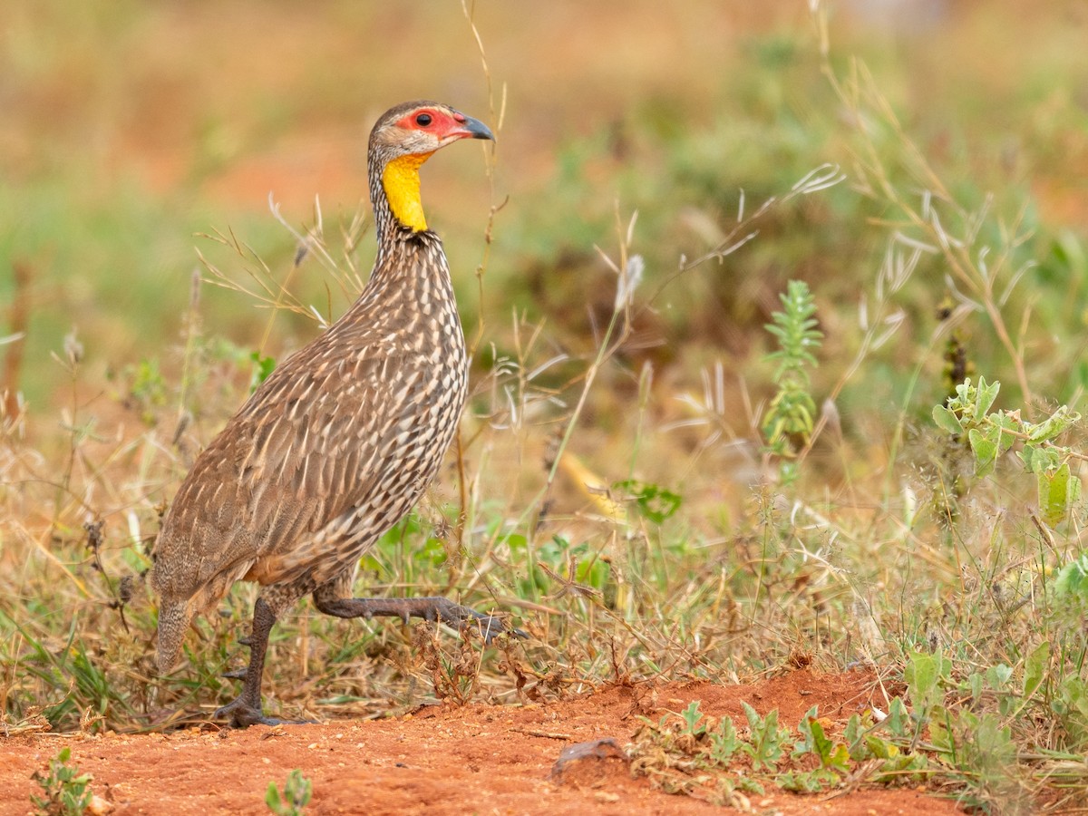 Yellow-necked Spurfowl - ML209533661