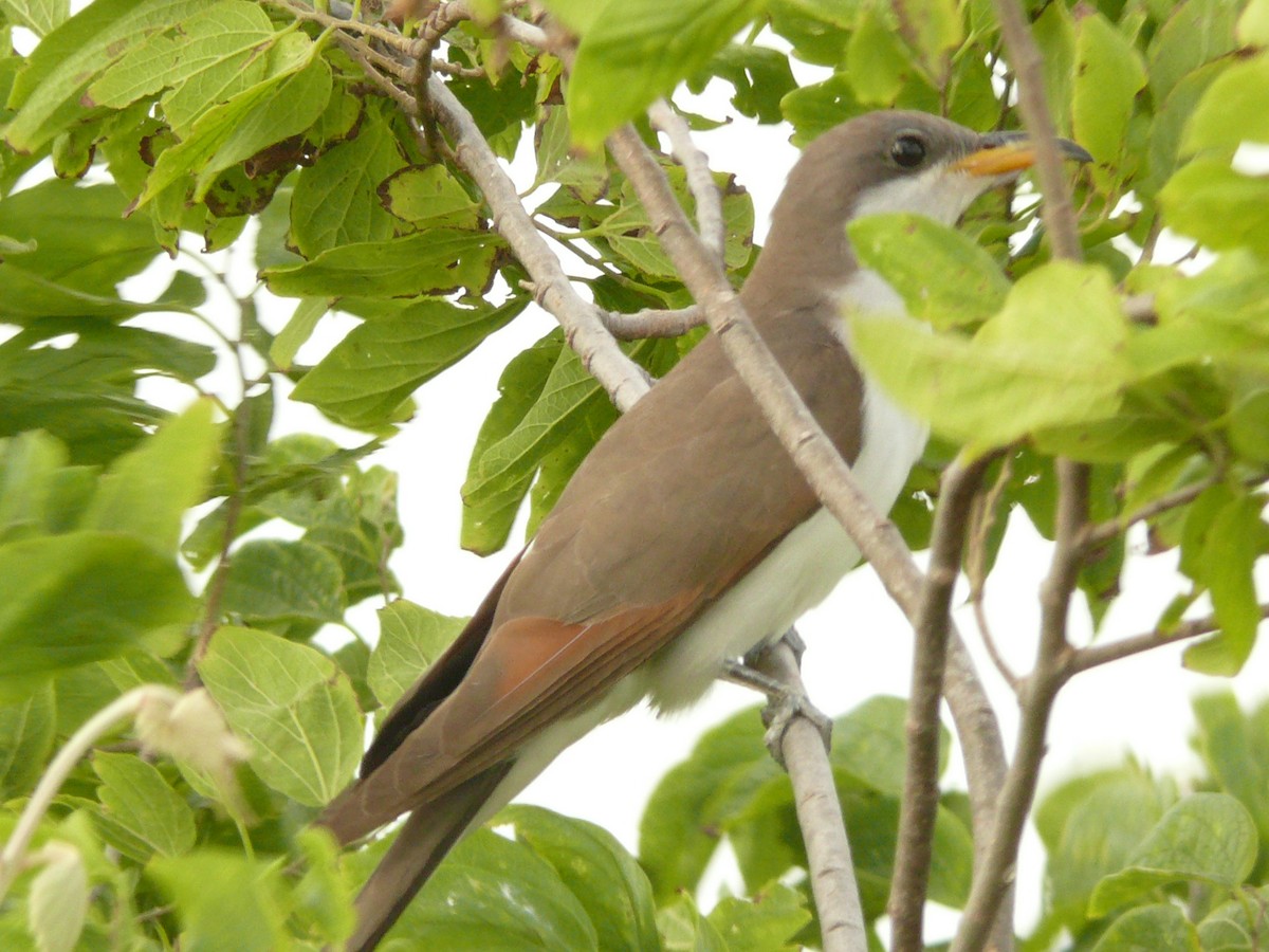 Yellow-billed Cuckoo - ML209533881