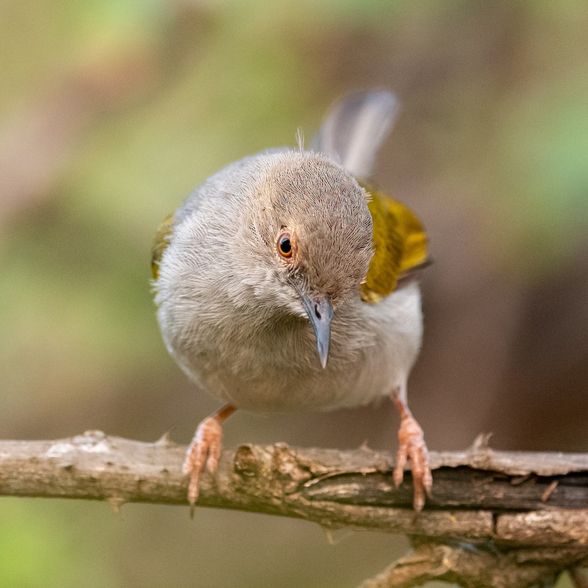 Green-backed Camaroptera - ML209534741