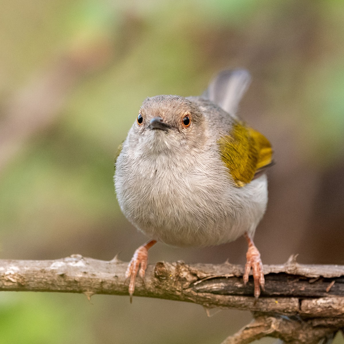 Green-backed Camaroptera - ML209534751