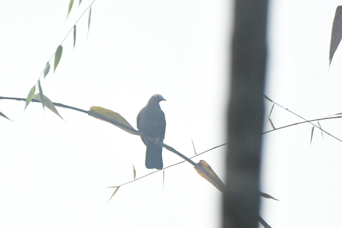 Pale-capped Pigeon - ML209534811