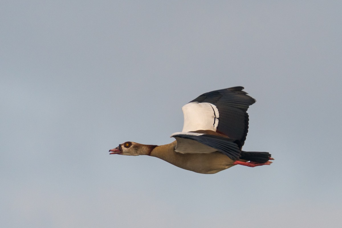 Egyptian Goose - Raphaël Nussbaumer