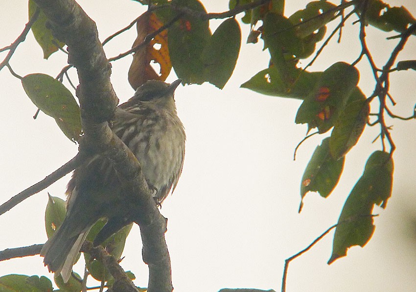 Long-billed Rhabdornis - ML209535431