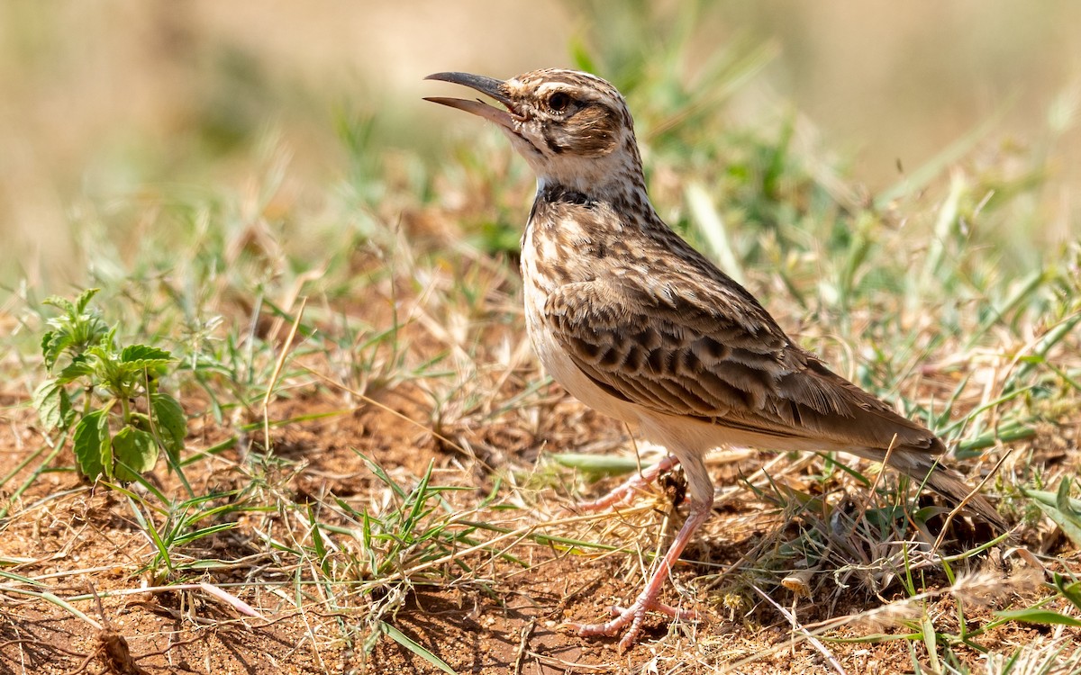 Short-tailed Lark - Jean-Louis  Carlo