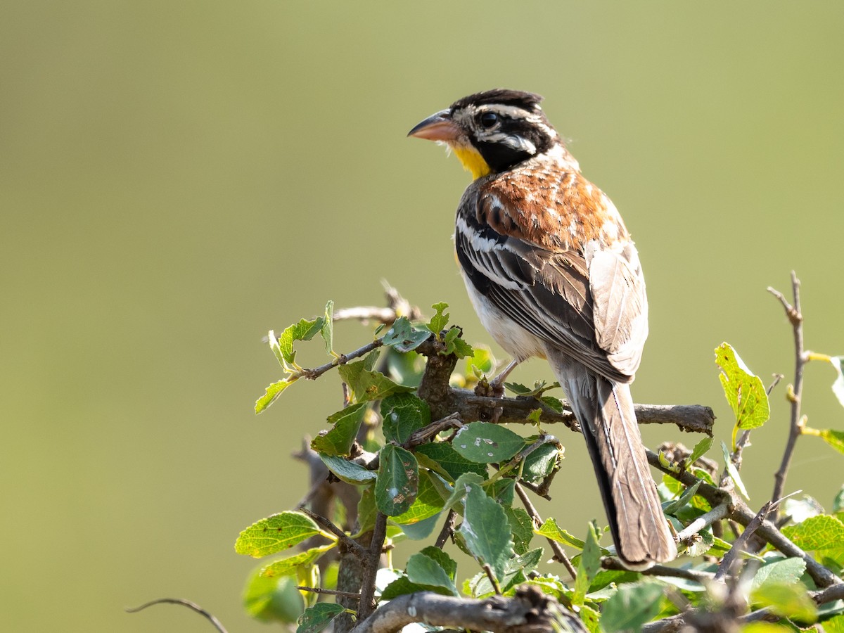 Somali Bunting - Jean-Louis  Carlo