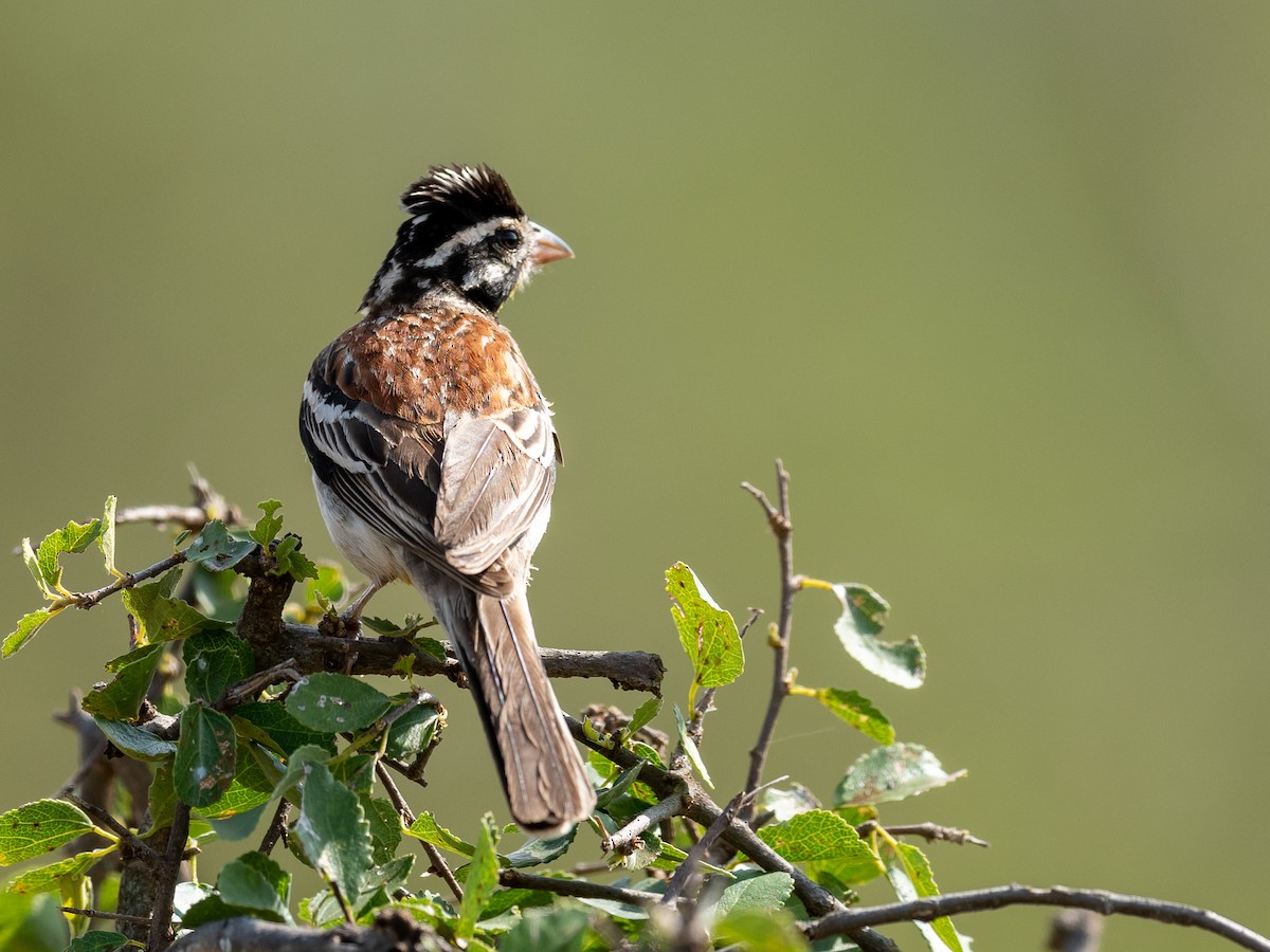 Somali Bunting - ML209537181