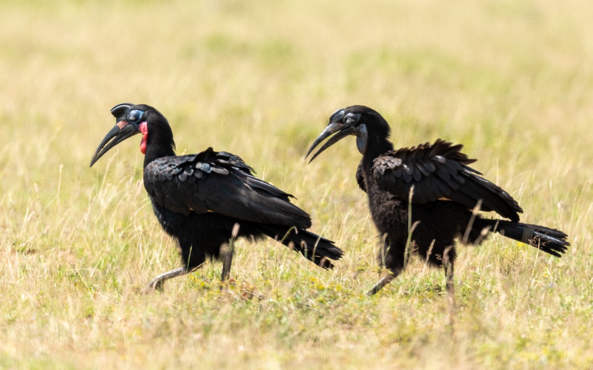 Abyssinian Ground-Hornbill - Jean-Louis  Carlo