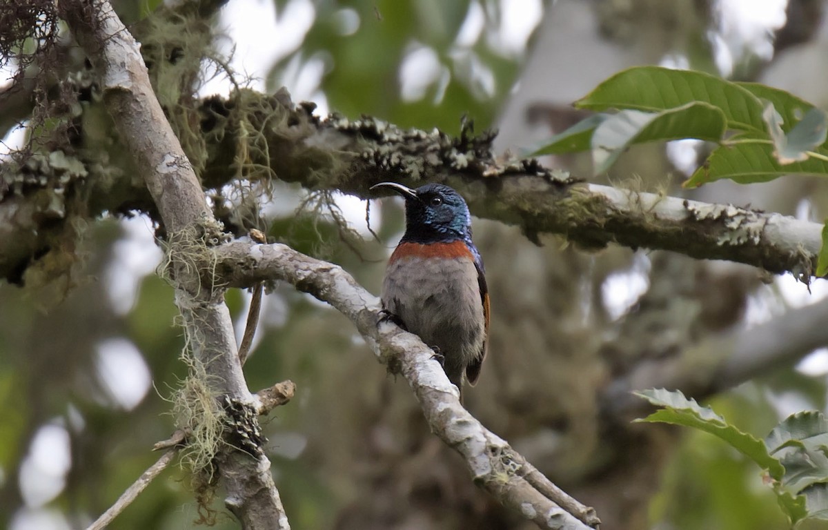 Rufous-winged Sunbird - ML209538051