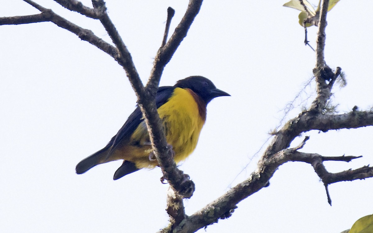 Usambara Weaver - Daniel López-Velasco | Ornis Birding Expeditions