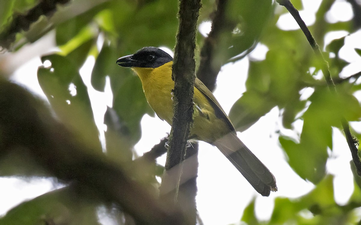 Uluguru Bushshrike - Daniel López-Velasco | Ornis Birding Expeditions