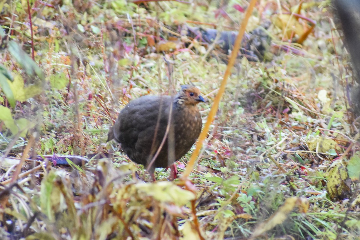 Blood Pheasant - ML209539091