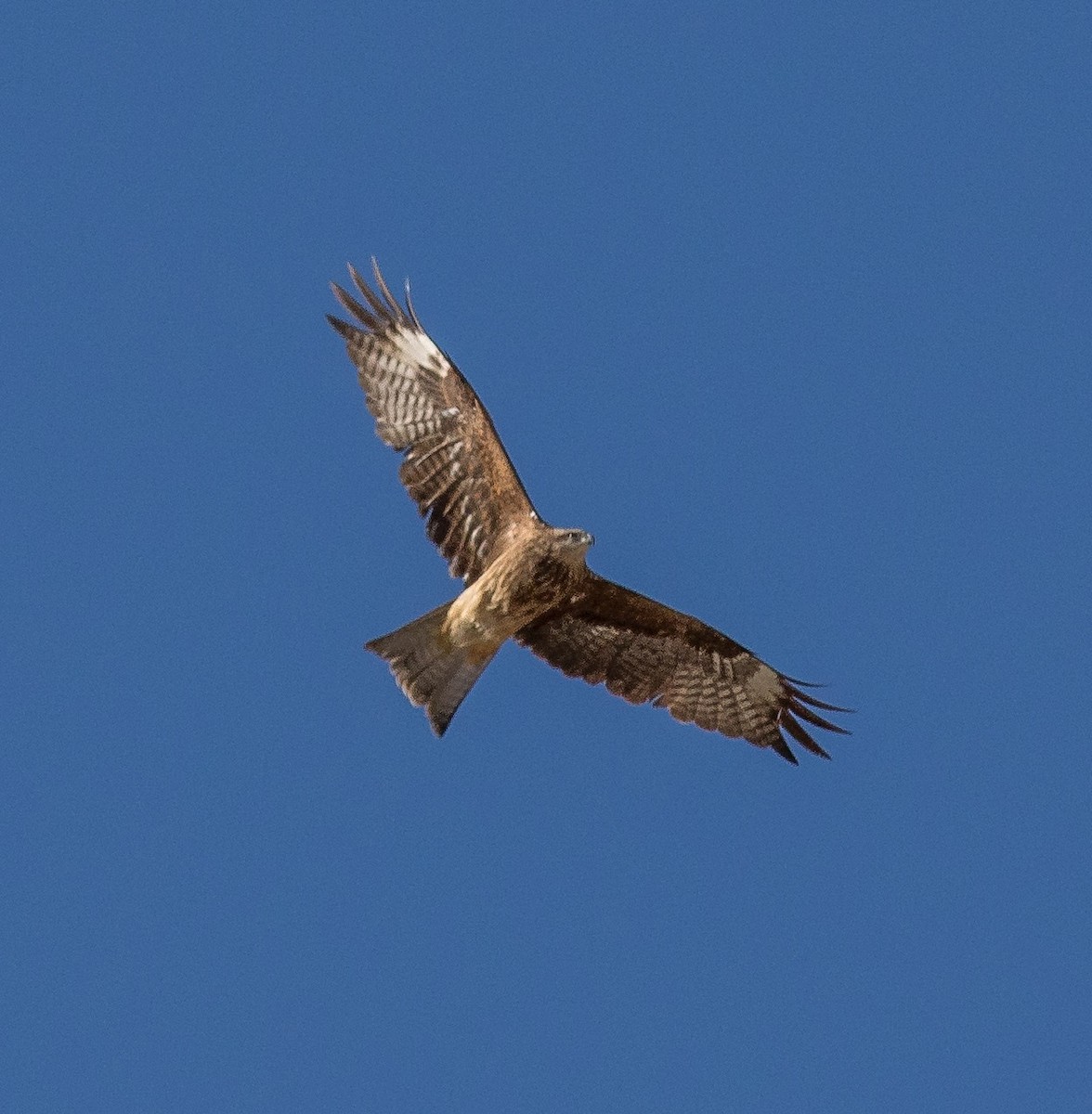 Black Kite (Black-eared) - ML20953921