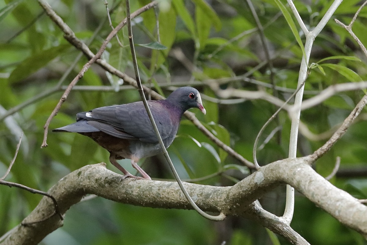 White-fronted Quail-Dove - ML209539901