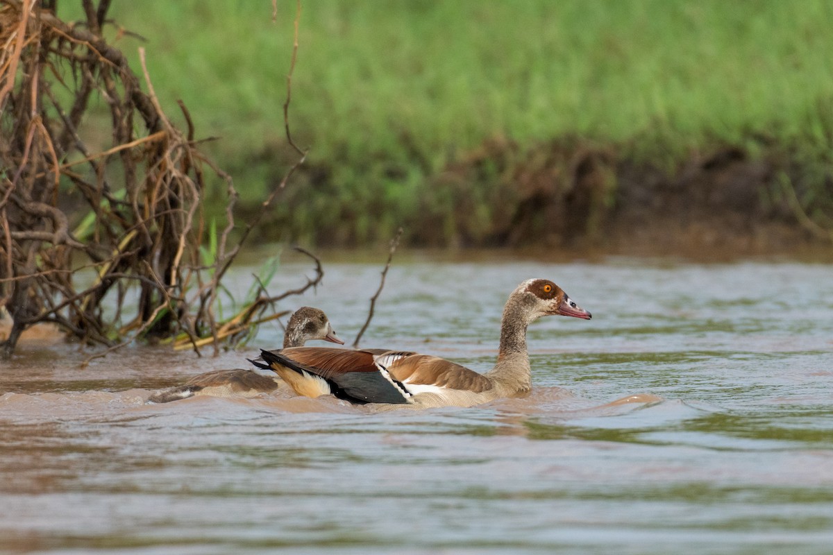 Egyptian Goose - Raphaël Nussbaumer