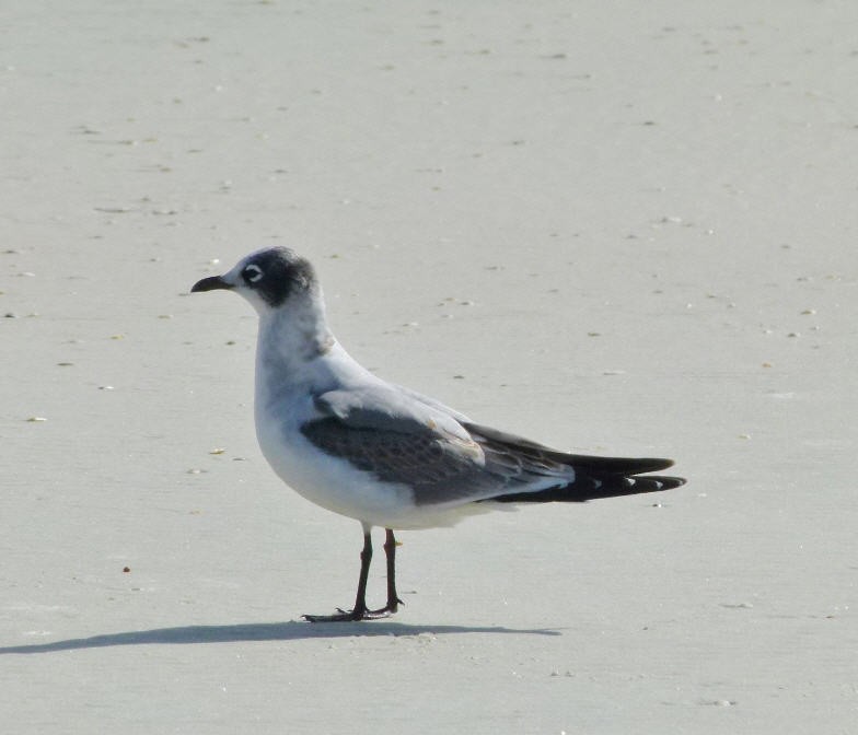 Franklin's Gull - Susan Killeen