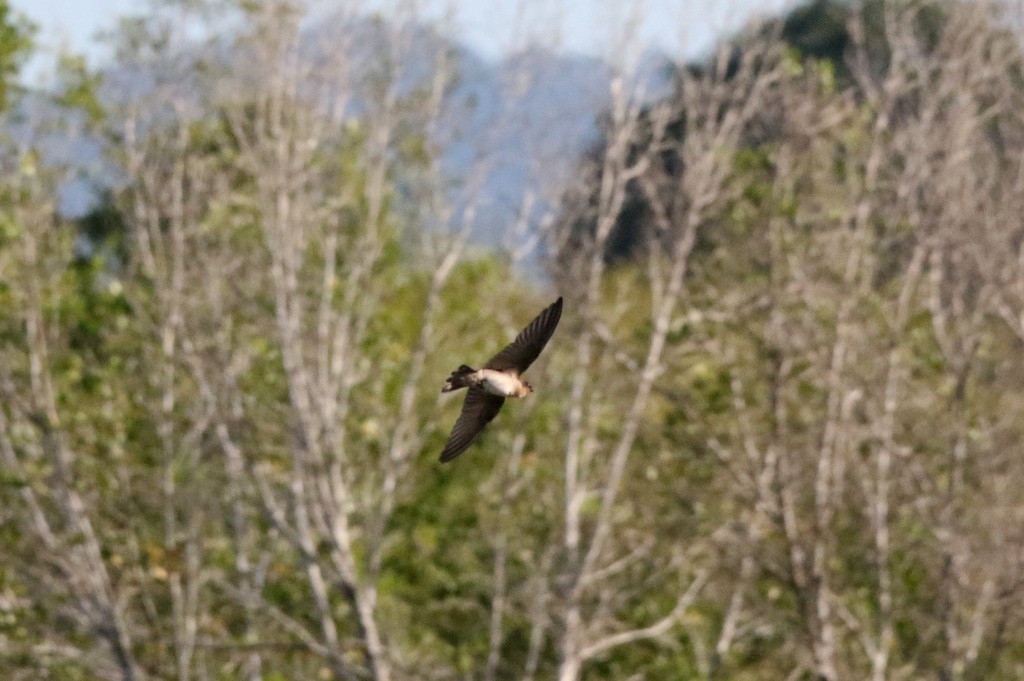 White-nest Swiftlet - Yovie Jehabut