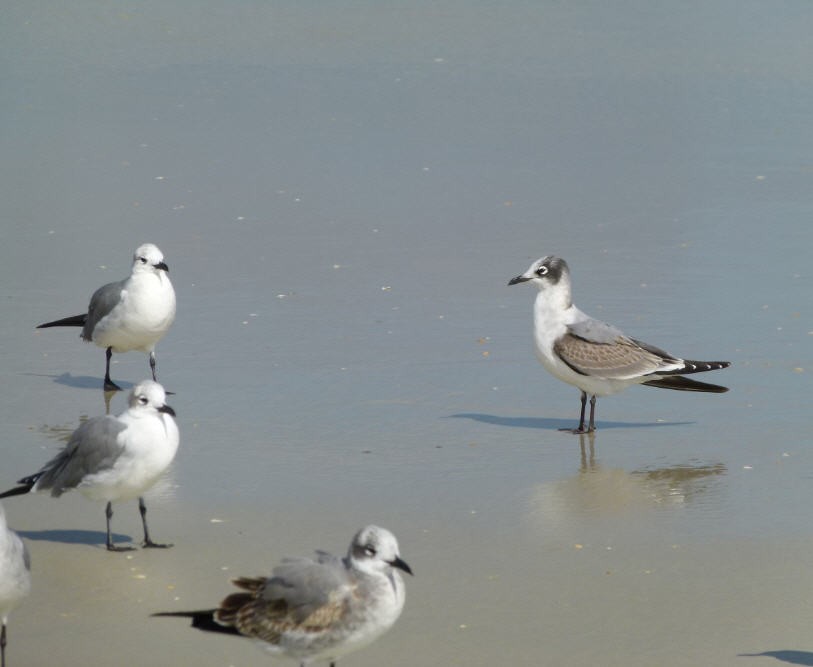 Franklin's Gull - ML20954091