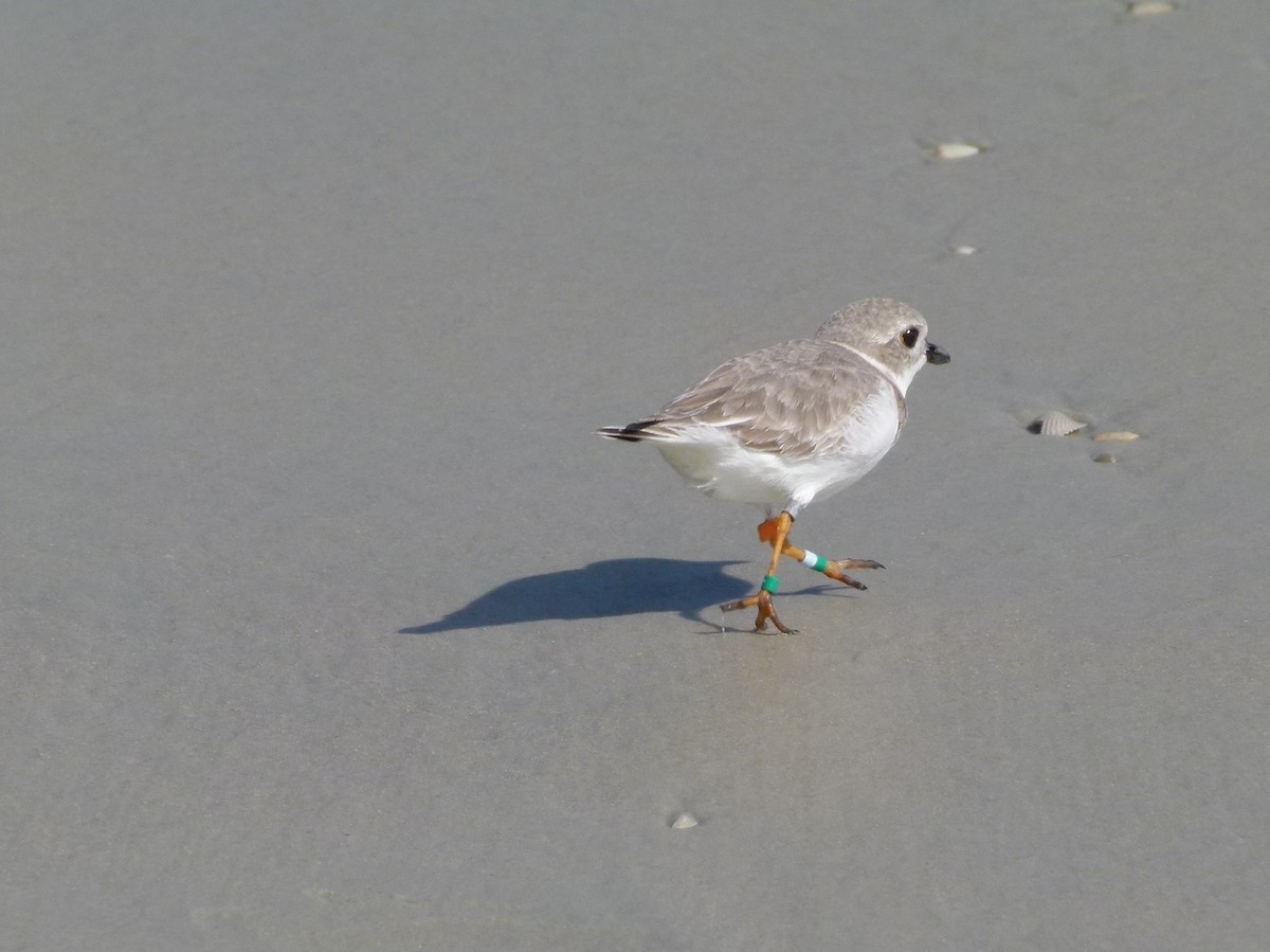 Piping Plover - ML20954141