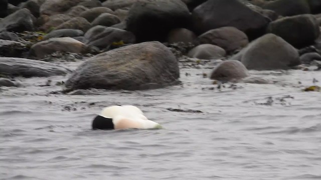 Common Eider - ML209542311