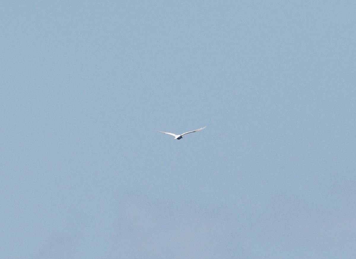 White Tern - Michael Daley