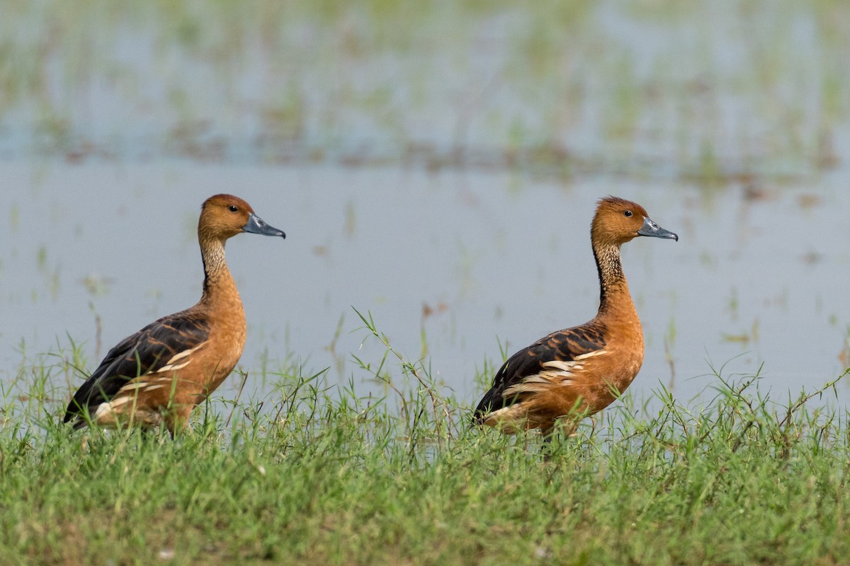 Fulvous Whistling-Duck - ML209542861