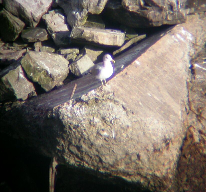 California Gull - ML20954331