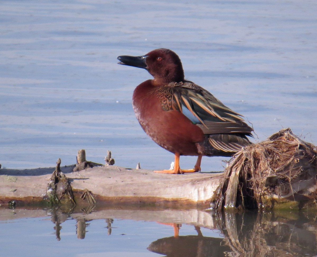 Cinnamon Teal - Sergey Pavlov