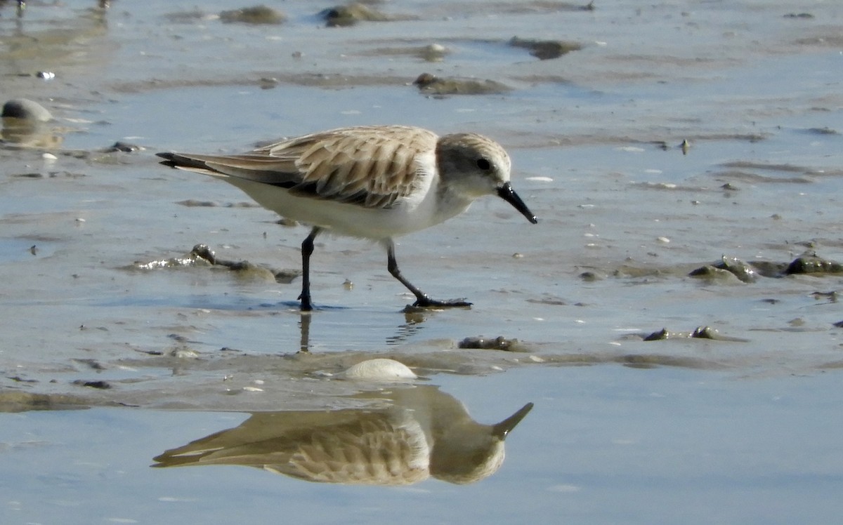 Red-necked Stint - Sue Plankis