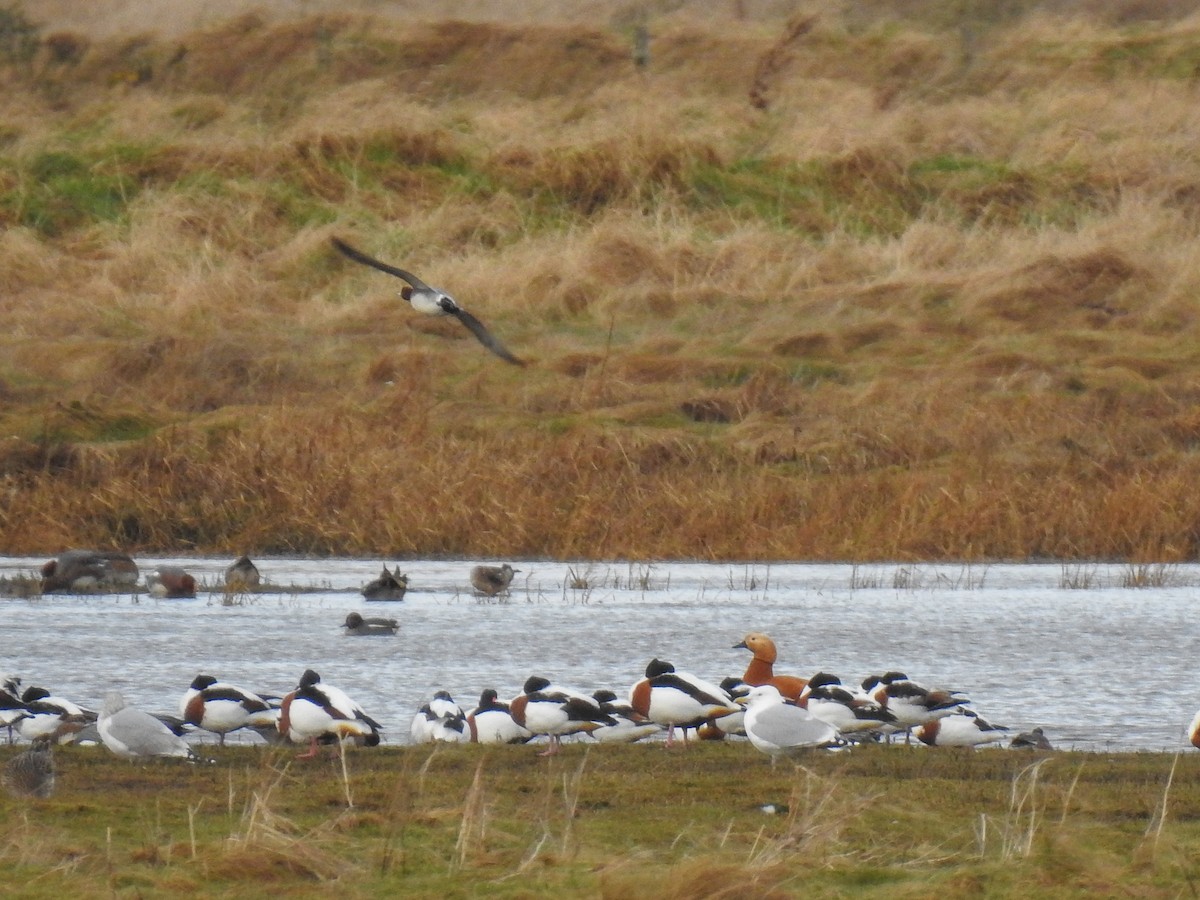 Ruddy Shelduck - ML209546721