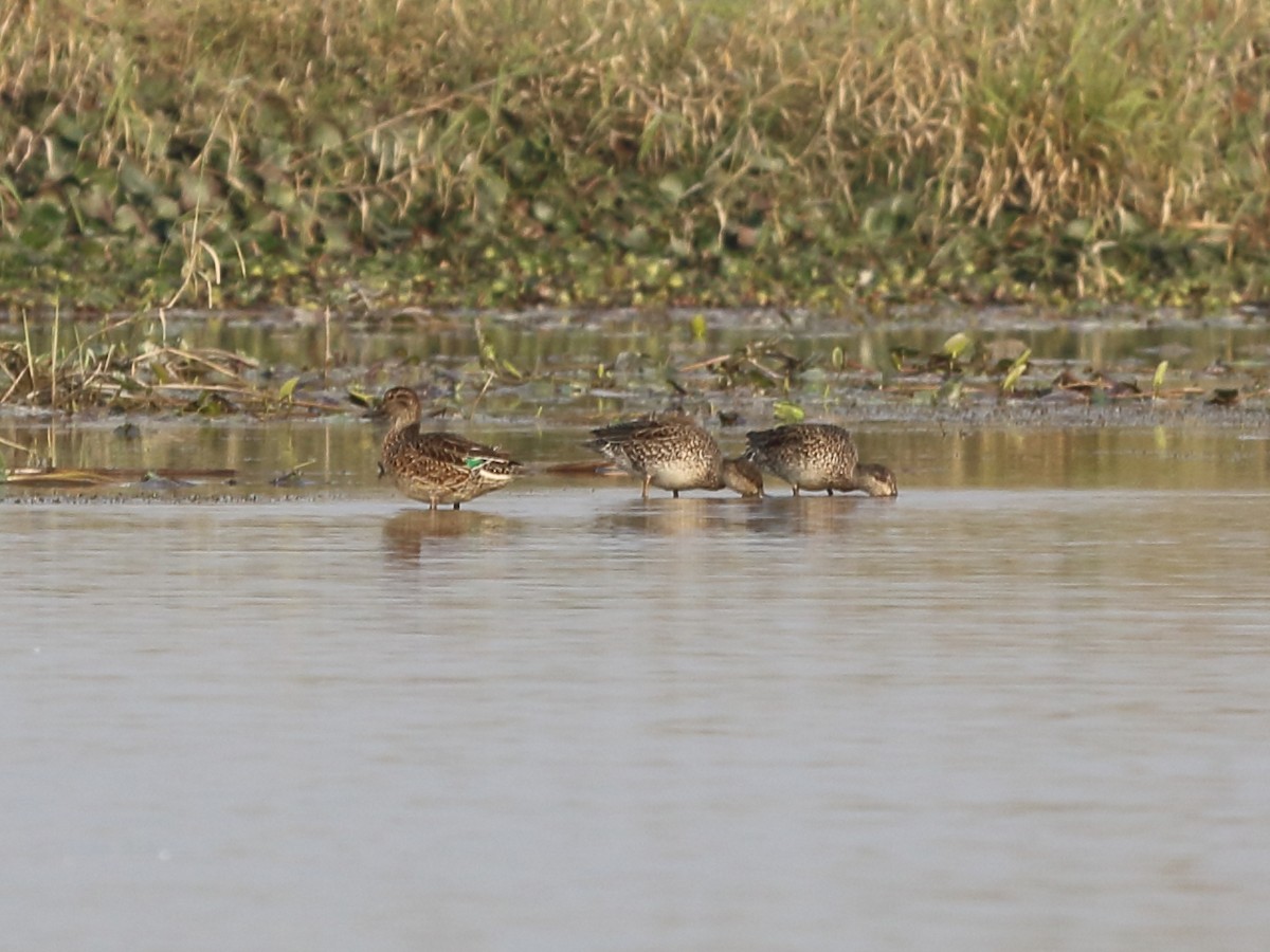 Garganey - ML209548081