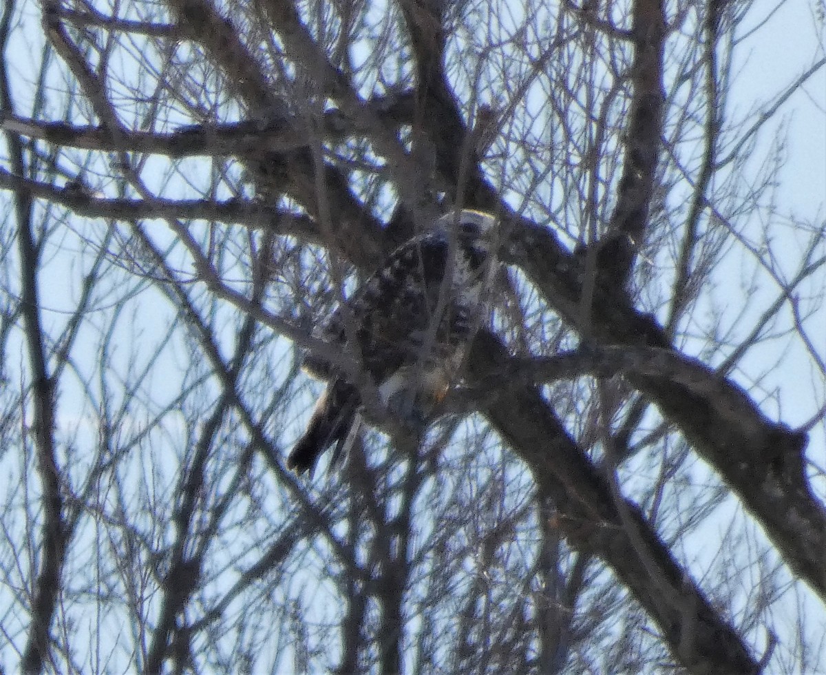 Rough-legged Hawk - ML209548321