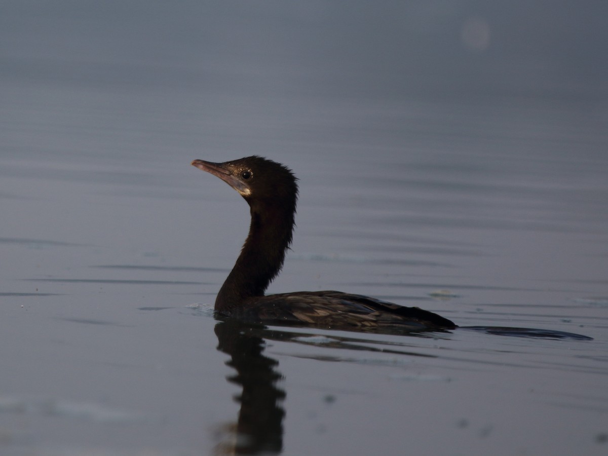 Little Cormorant - ML209548811