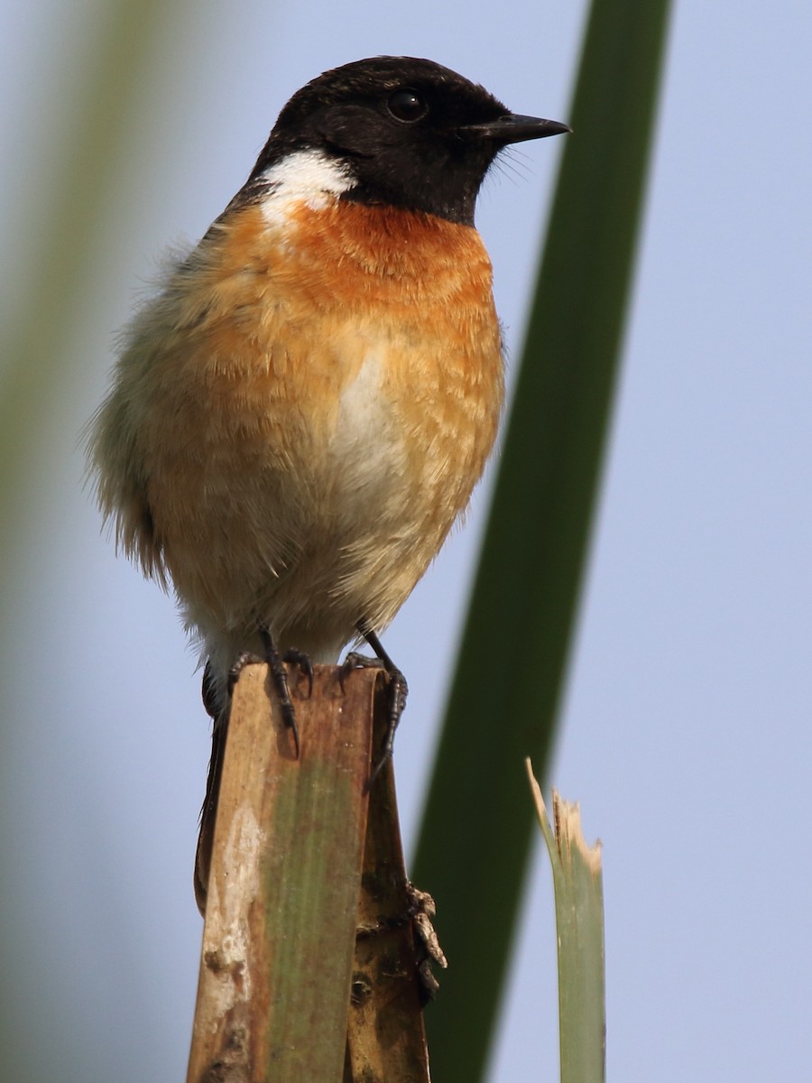 Siberian Stonechat - Shekar Vishvanath