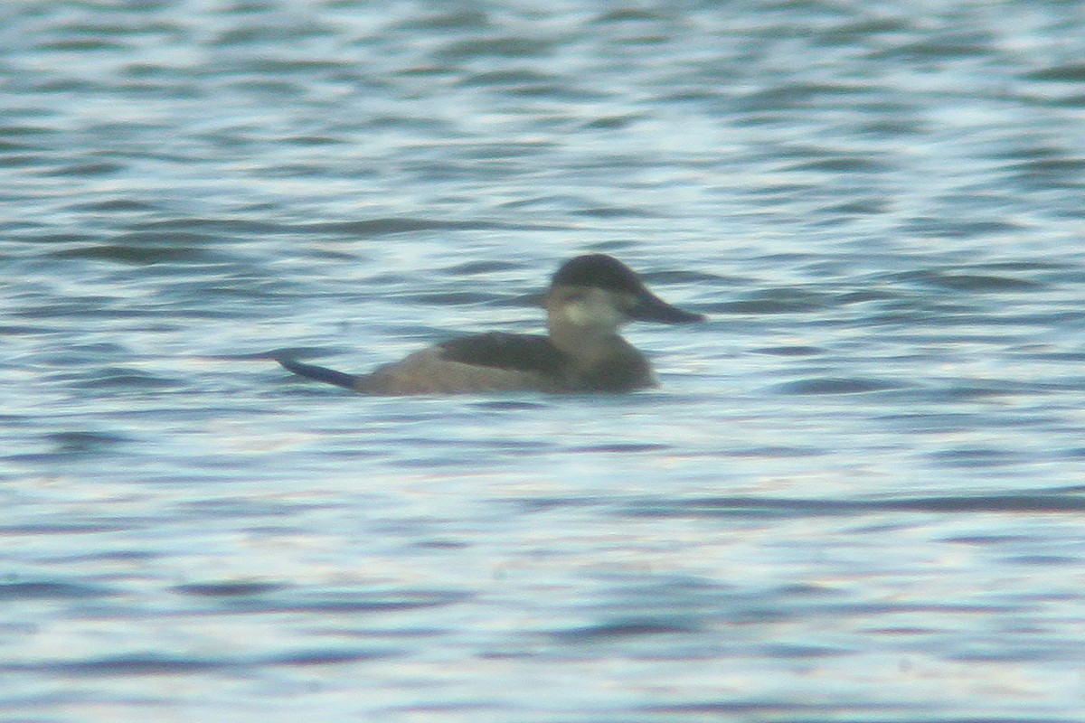 Ruddy Duck - ML209551041