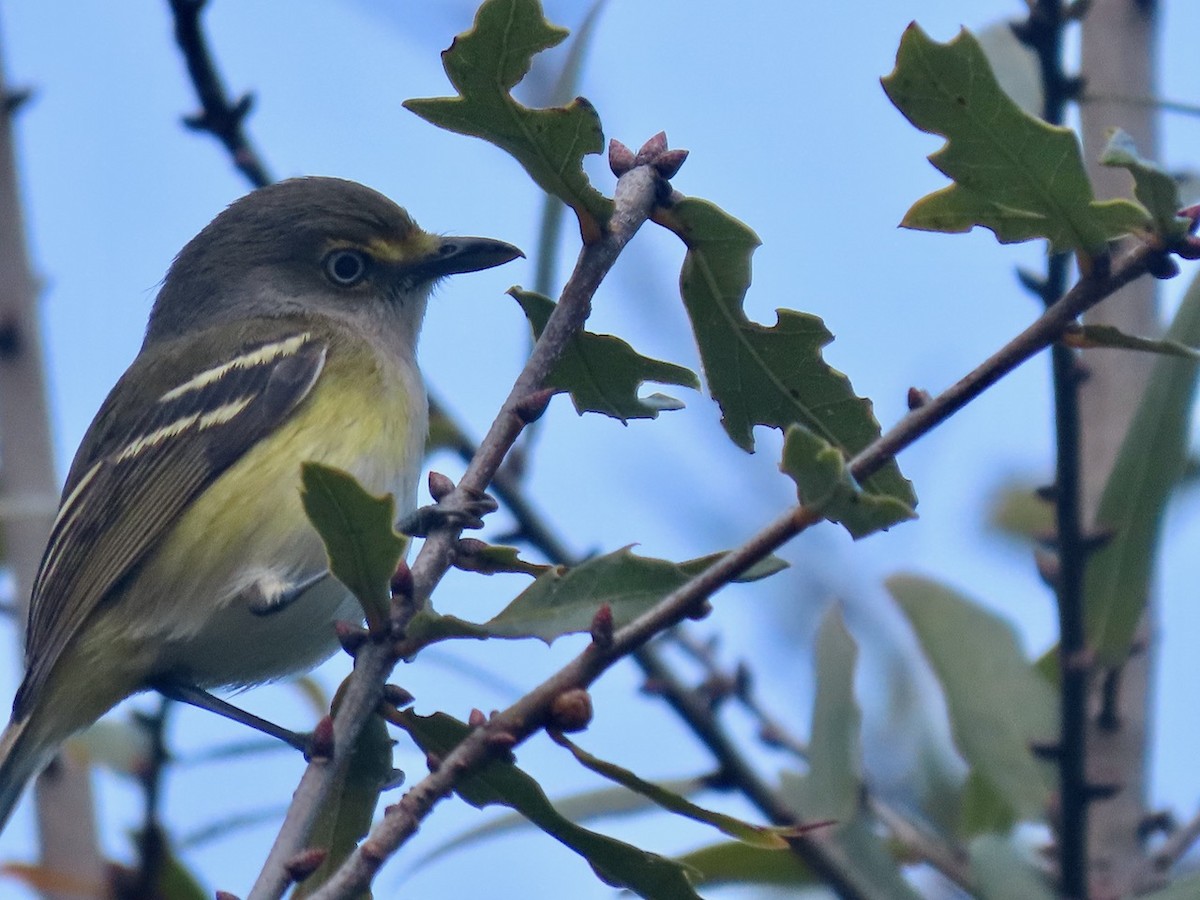 White-eyed Vireo - ML209552301