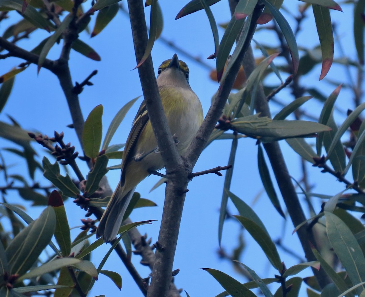 White-eyed Vireo - ML209552381