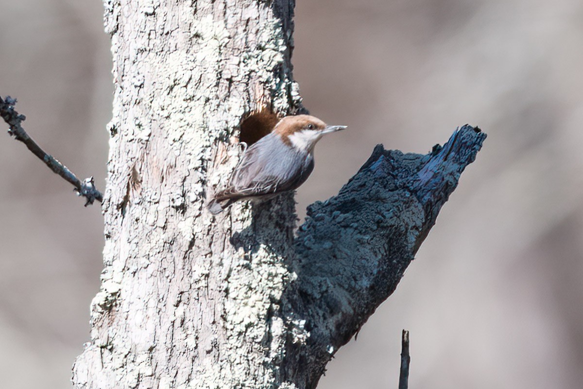 Brown-headed Nuthatch - Paul Beerman