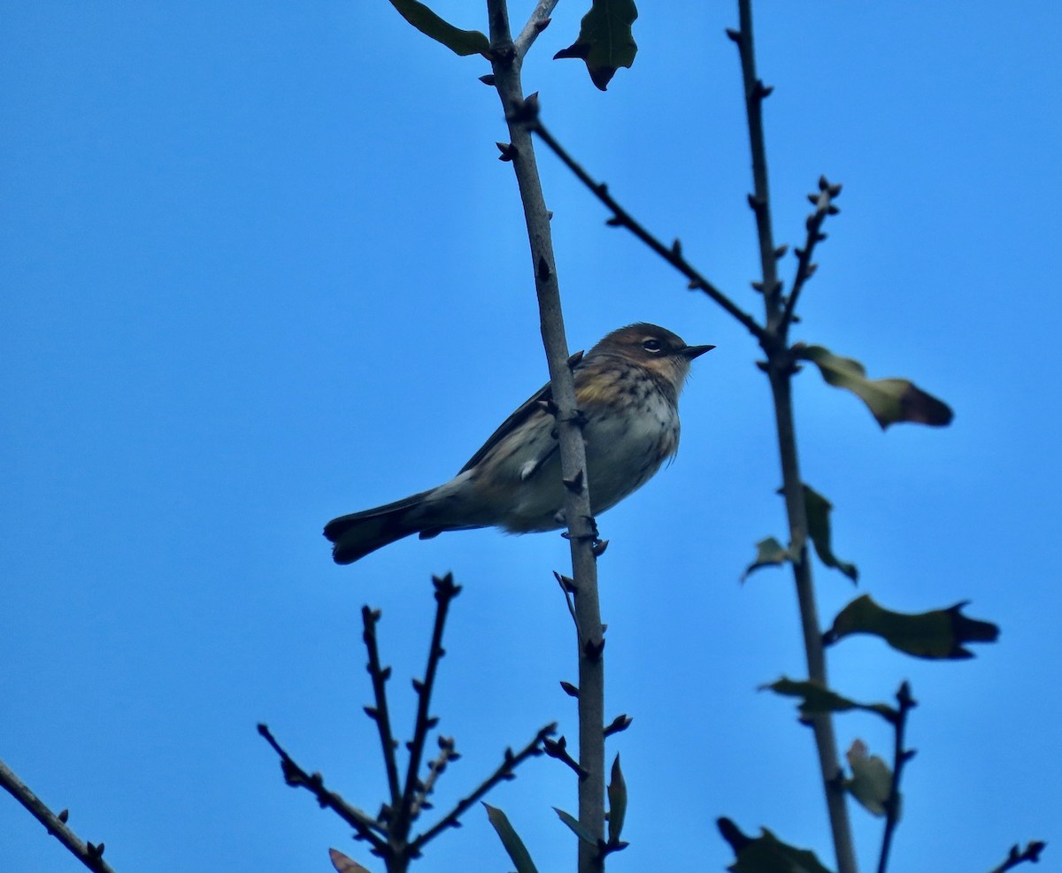 Yellow-rumped Warbler - ML209552531