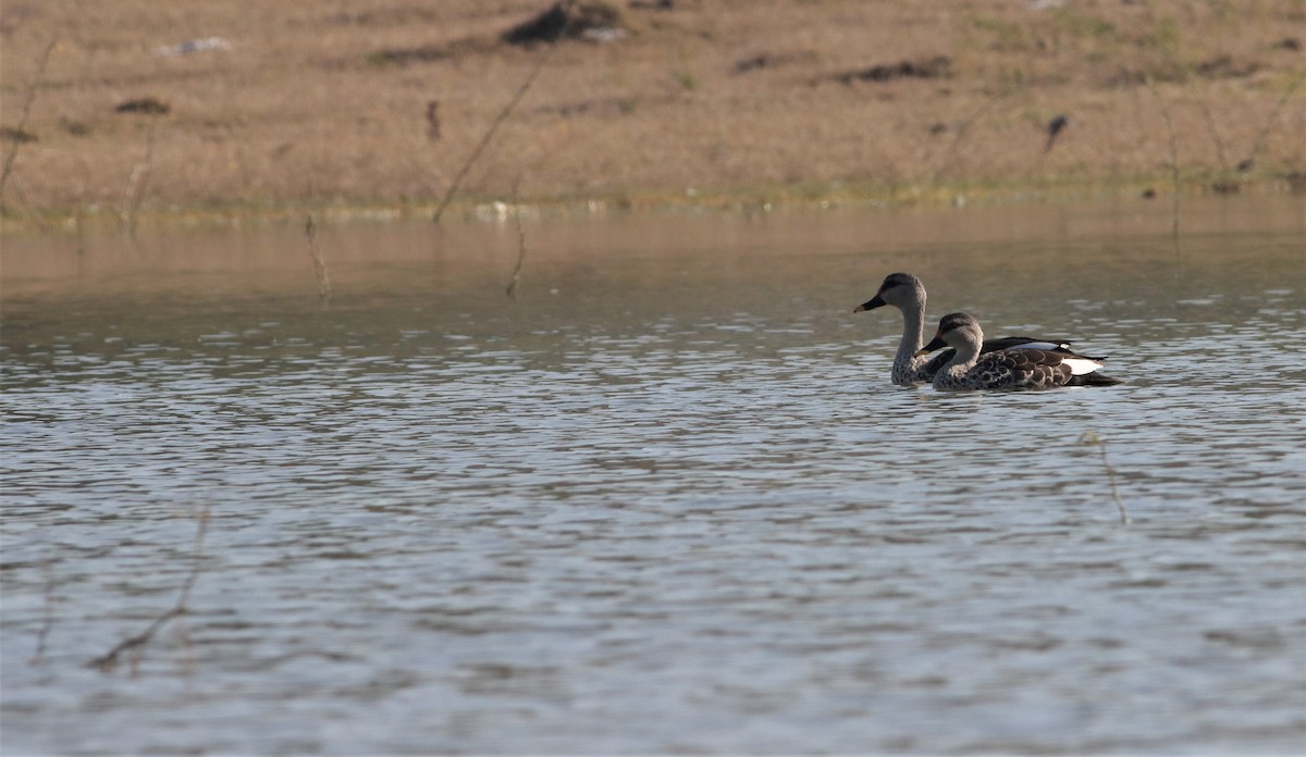 Indian Spot-billed Duck - ML209557361