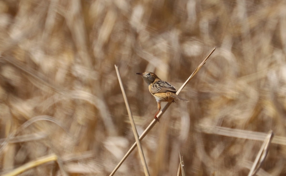 Zitting Cisticola - ML209558801