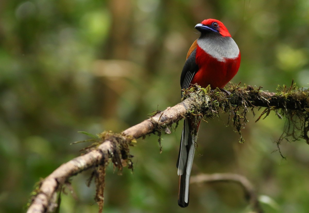 Whitehead's Trogon - ML209559001