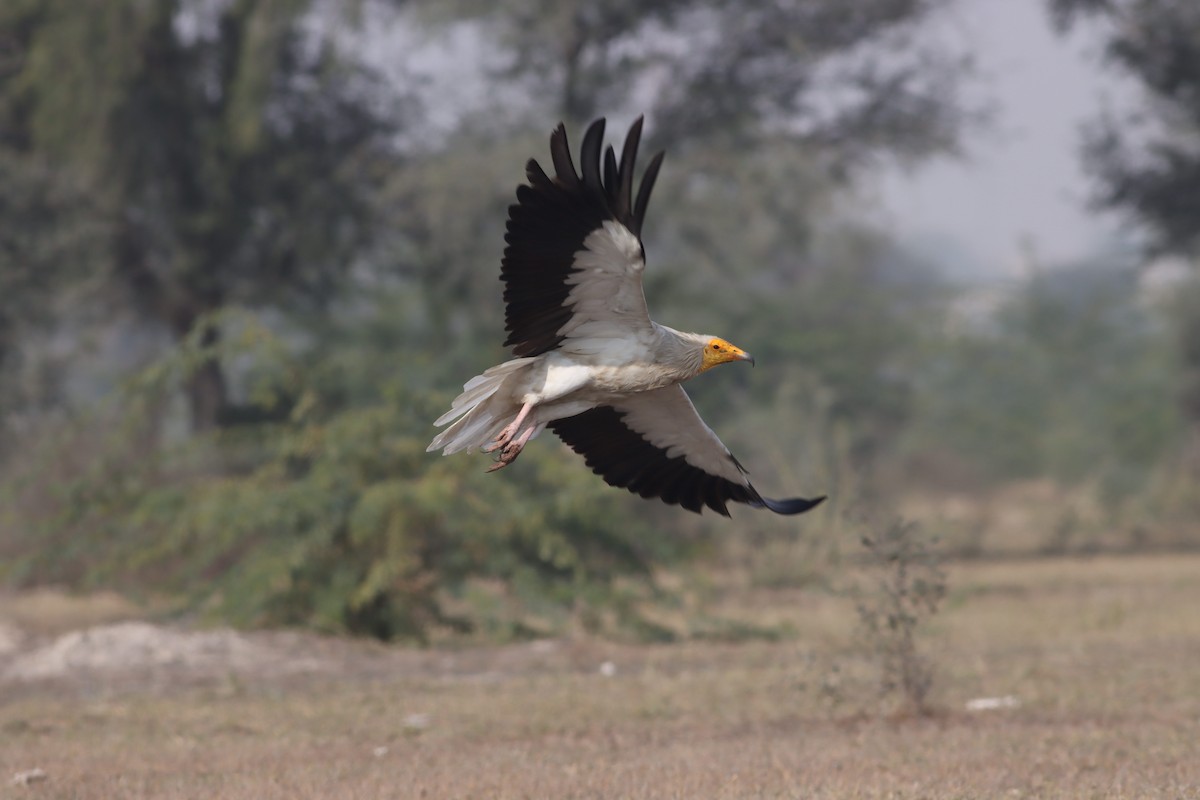 Egyptian Vulture - ML209559751