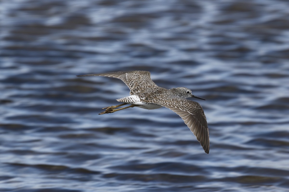 Lesser Yellowlegs - John van Dort