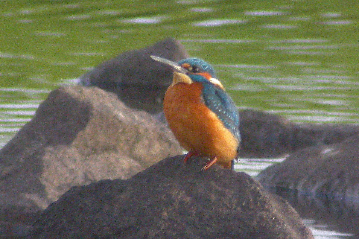 Common Kingfisher - ML209562391