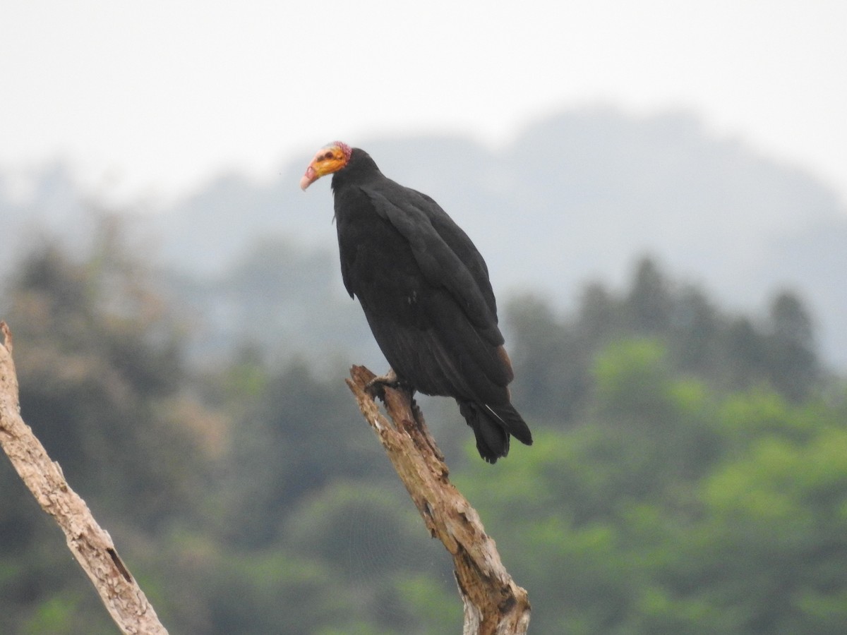 Greater Yellow-headed Vulture - ML209563331