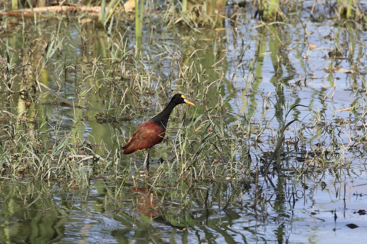 Northern Jacana - John van Dort